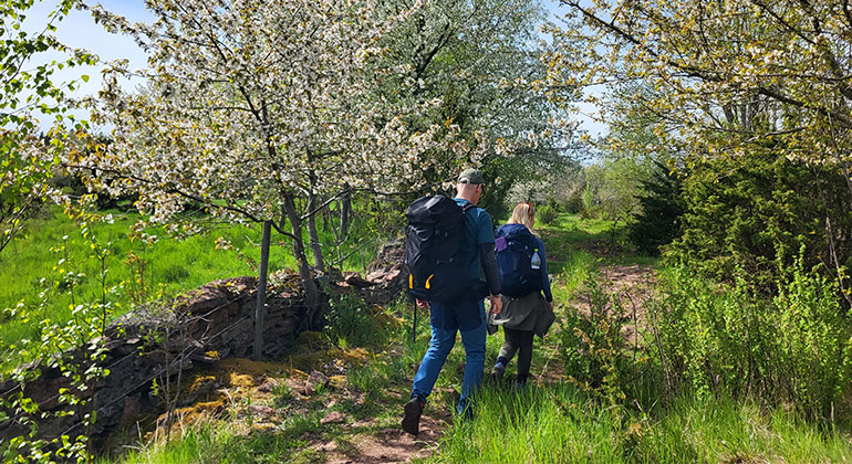 Två personer som vandrar bland blommande körsbärsträd och grönska. 